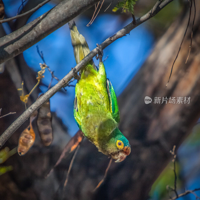 橙额长尾小鹦鹉(Eupsittula canicularis)，红额长尾小鹦鹉。